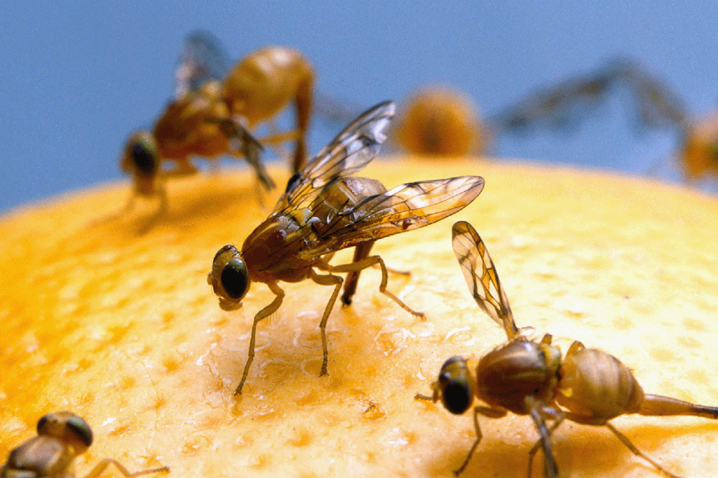 Authorities impose a quarantine in San Diego due to the discovery of an invasive fruit fly.