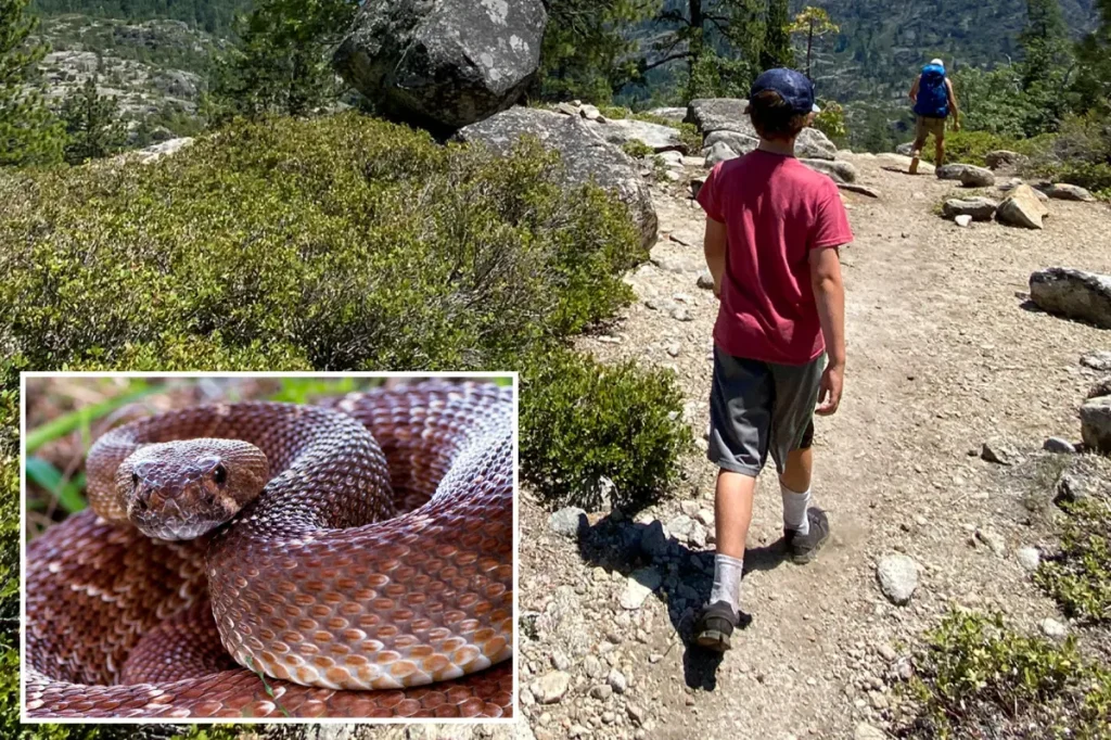 Authorities issue new rattlesnake alert following another fatality on Southern California trails