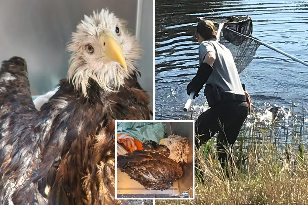 Bald eagle saved from a canal with alligators in Florida: 'A remarkable rescue'