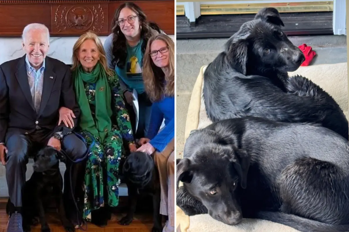 Biden brings home two puppies following the behavior of his previous dogs alarming White House staff.