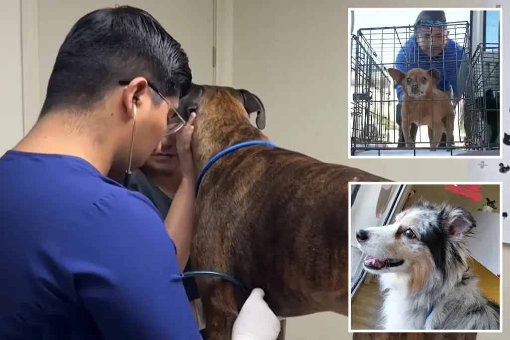 Californians are using courier services to send pets to Mexico for more affordable veterinary care.