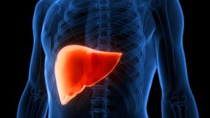 Cannabis Components Might Reverse Fatty Liver Disease, Study Indicates