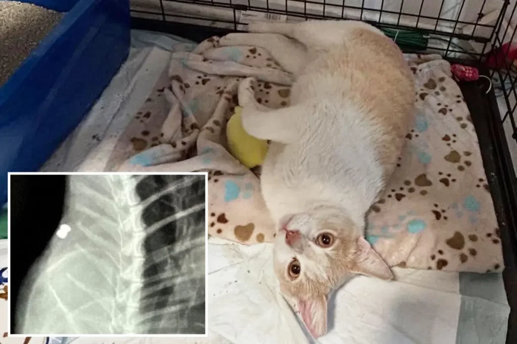 Cat killer active in Los Angeles as many are discovered dead