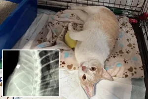 Cat killer active in Los Angeles as many are discovered dead