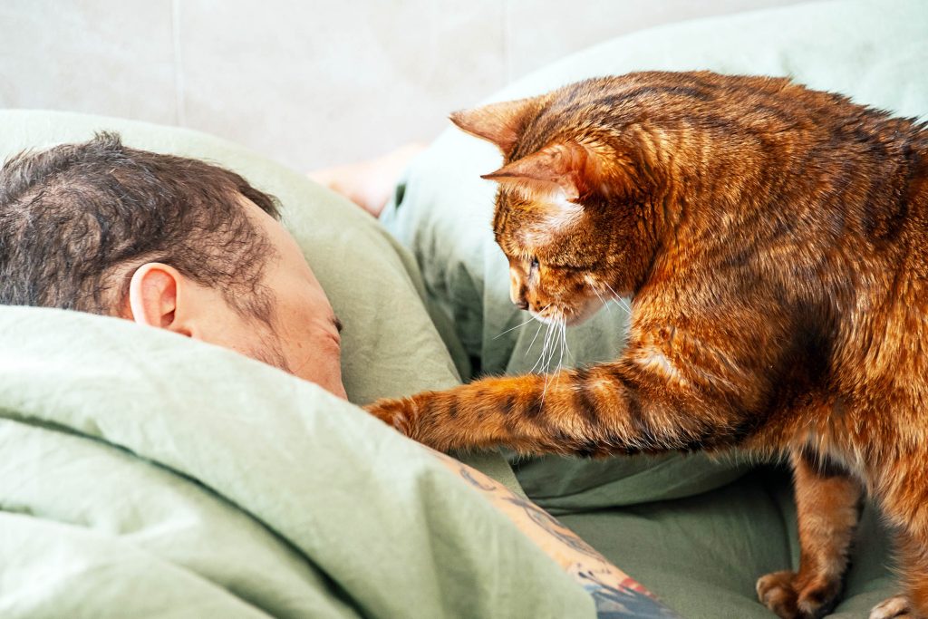 Cats with infections transmit fungus to people and other animals
