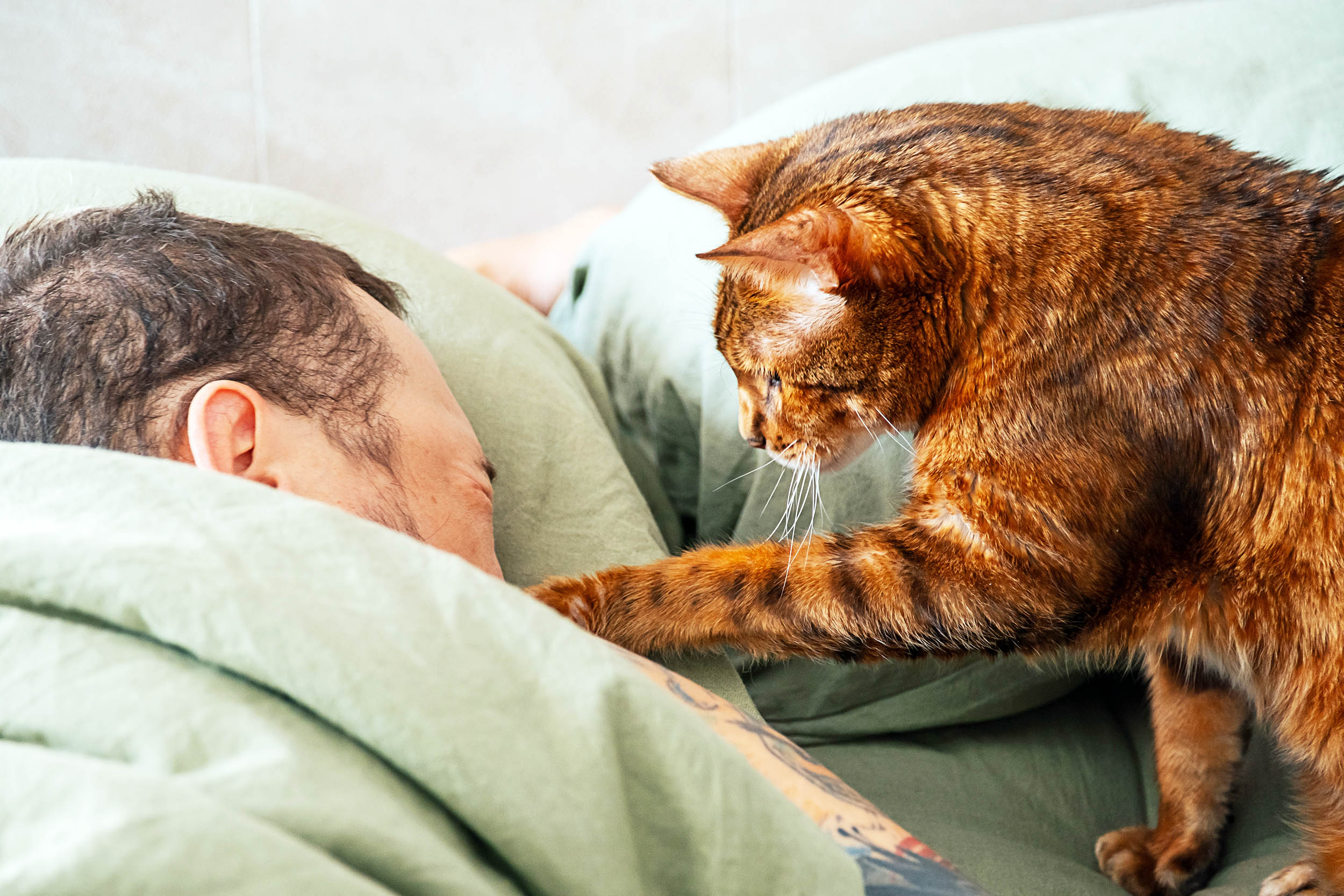 Cats with infections transmit fungus to people and other animals