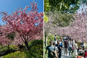Cherry trees are expected to reach full bloom at the Japanese Friendship Garden in San Diego