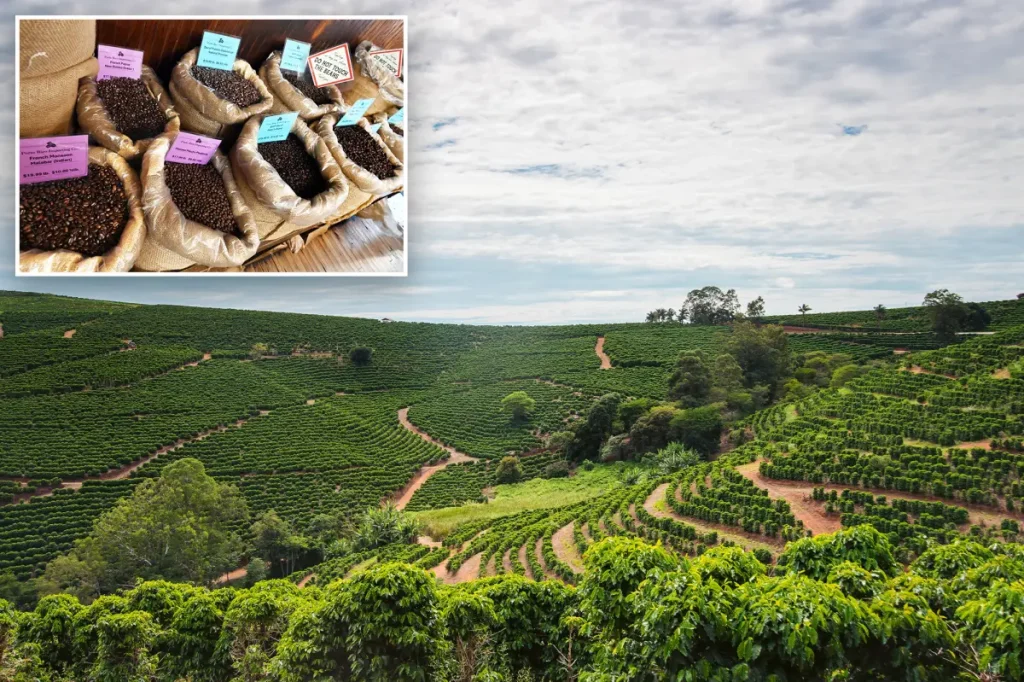 Coffee prices are rising more quickly than other groceries, and the cause is much deeper than just tariffs.