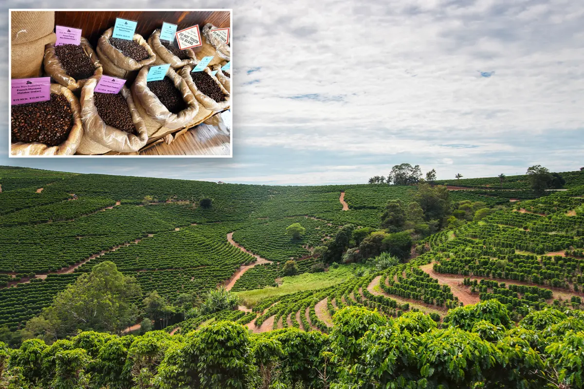 Coffee prices are rising more quickly than other groceries, and the cause is much deeper than just tariffs.