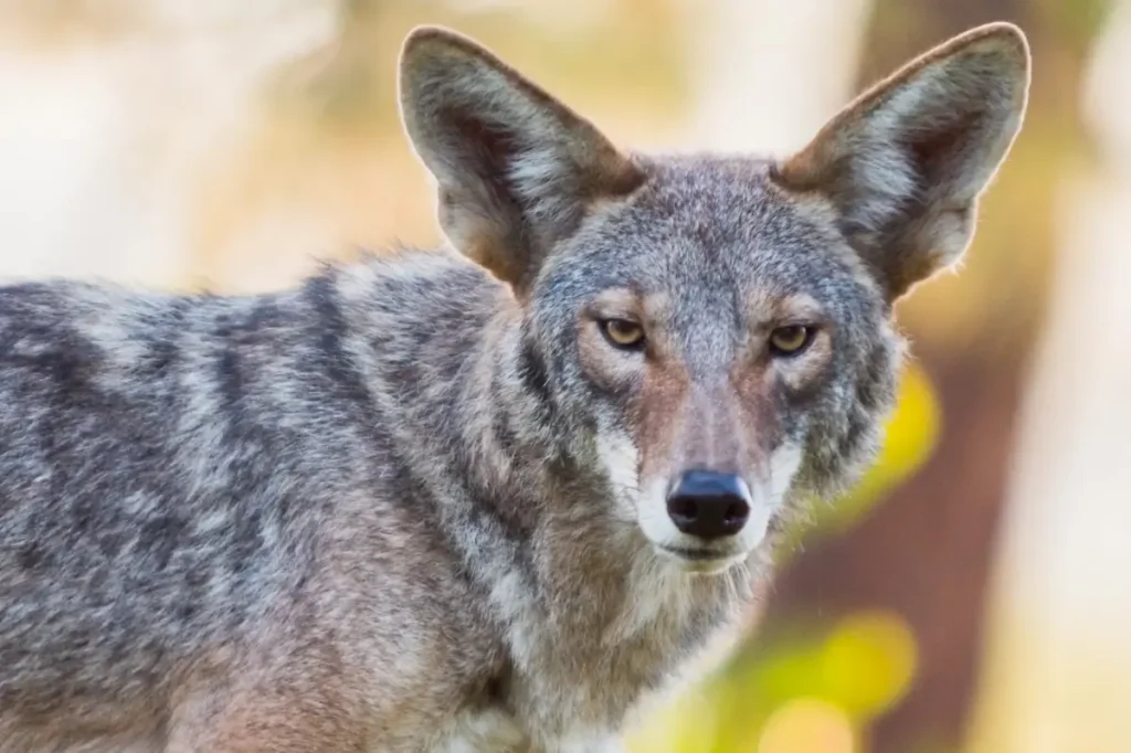 Coyotes are seen on the streets of LA, from Santa Monica to Playa del Rey