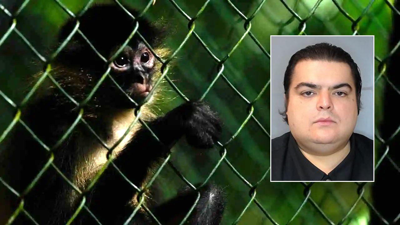 DHS uncovers troubling animal abuse operation with infant monkeys