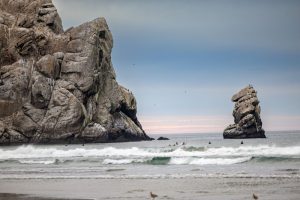 Dangerous virus initially identified in Bay Area park discovered on Central Coast