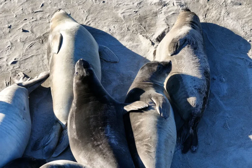 Deadly virus spreads hundreds of miles across California, infecting more people