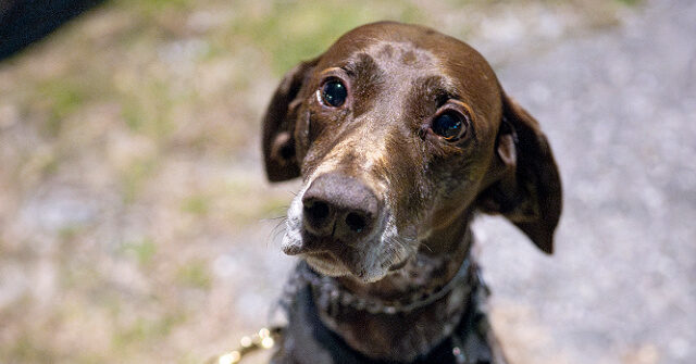 Democrats Oppose Deporting Migrants Who Mistreat Animals