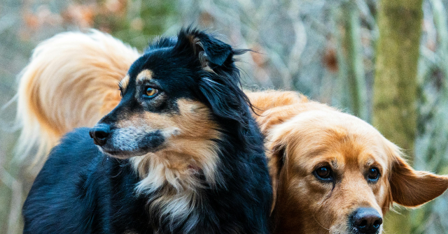 Dog Escape Video in China Gains 230 Million Views