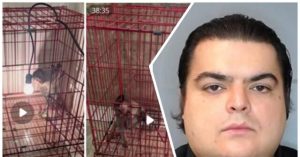 Florida Man Convicted for Producing 'Sexual Animal Crushing' Videos Following ICE Investigation