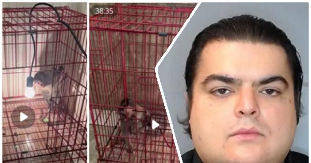 Florida Man Convicted for Producing 'Sexual Animal Crushing' Videos Following ICE Investigation