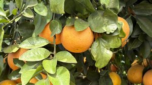 Florida drought puts additional pressure on citrus growers dealing with expenses and disease.