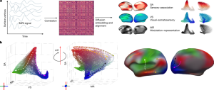 Functional organization of the human neocortex throughout life