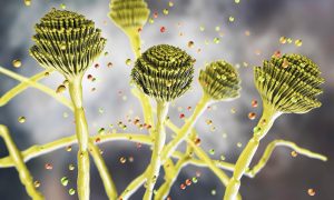 Fungus that "devours you from within" is spreading globally