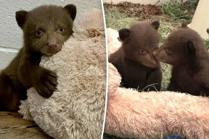 Fur outfits and unusual masks: How caregivers are aiding orphaned bear cubs after the attack in Monrovia