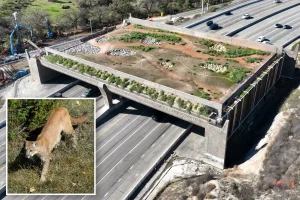 Gavin Newsom supports California's wildlife bridge designed specifically for mountain lions.