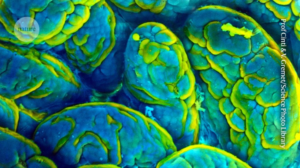 Gut microbes contribute to memory loss in older mice