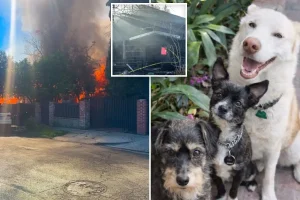 Homeless individuals set fire to a house in LA, damaging a neighboring family home and resulting in the death of their dogs.