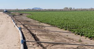 How a Rainy November in Yuma Contributed to Rising Inflation in February