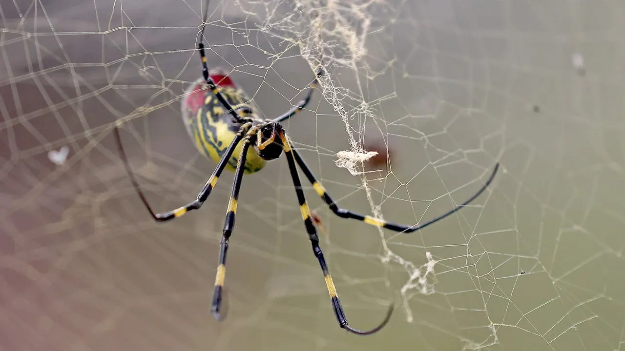 Joro spiders are moving into the eastern United States, but specialists advise staying calm.