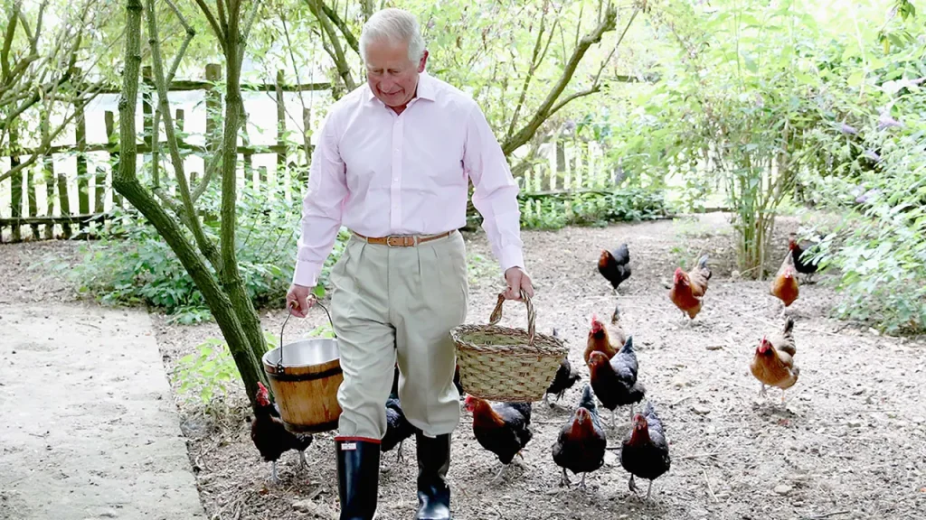 King Charles continues to care for his chickens at Highgrove while dealing with cancer.