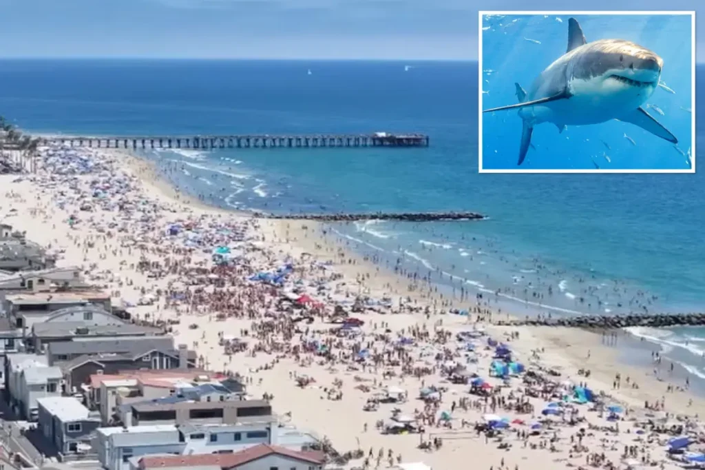 Large white shark swims around surfer in Newport Beach, California
