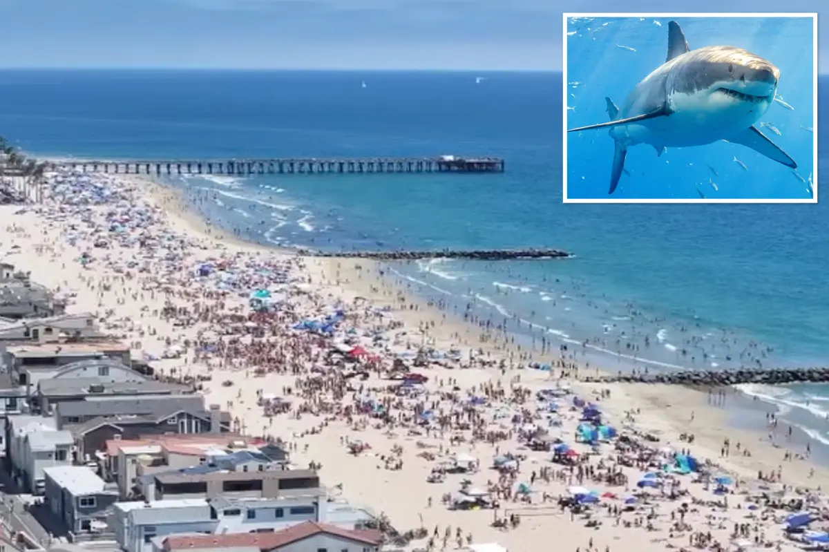 Large white shark swims around surfer in Newport Beach, California