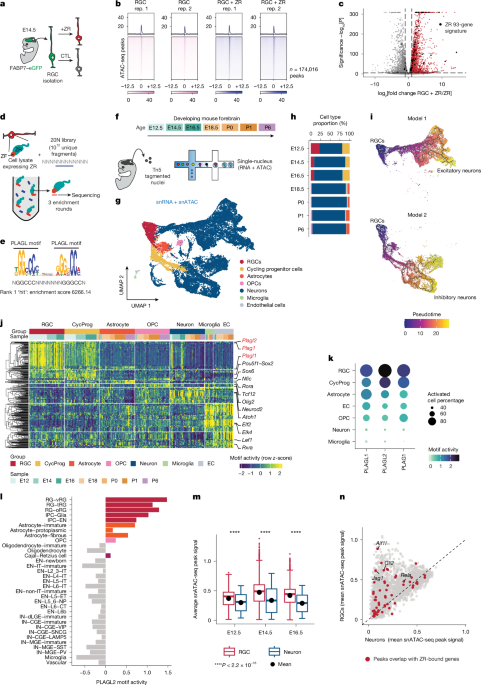 Leading clones utilize developmental epigenomic conditions to promote ependymoma.