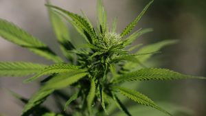 Limited research backing cannabis for mental health issues
