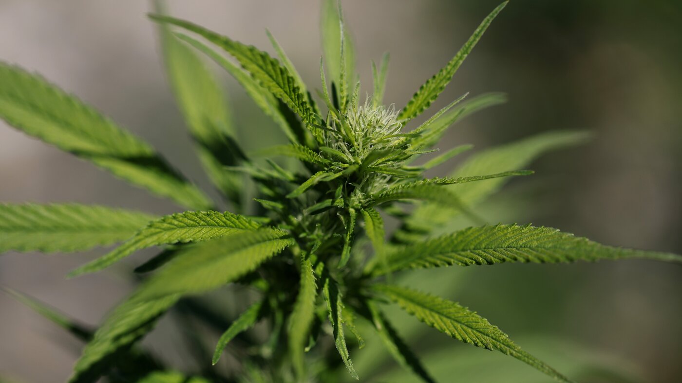 Limited research backing cannabis for mental health issues