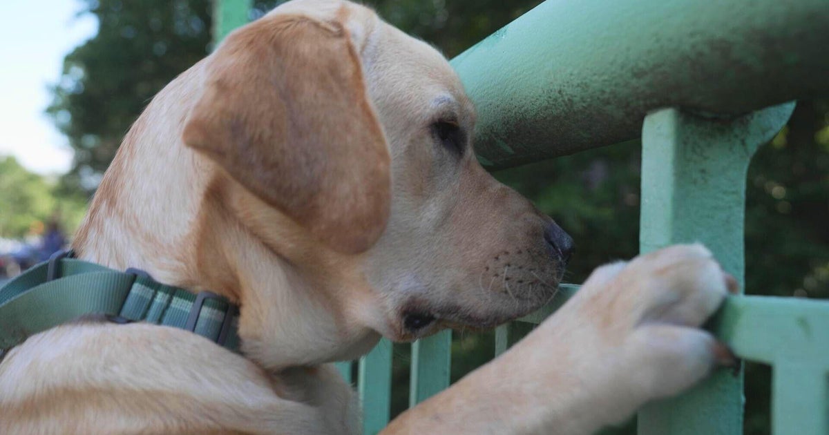 Looking to extend your life and improve your health? Research on dog brains could provide important insights into longevity.