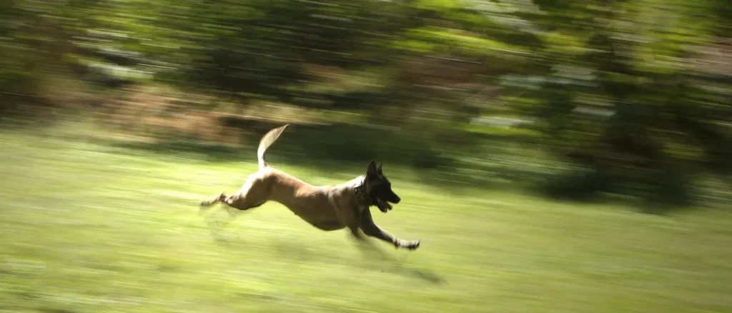 Man Trying to Be a Coyote Hunter Reportedly Shoots His Wife's Dog in the Driveway, Police Take Him into Custody