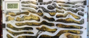 Man in China Reportedly Found Trying to Smuggle Insects