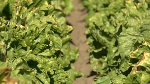 Management of the Colorado River to be taken over by the government following stalled negotiations