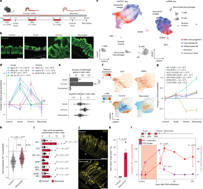 Memory of colitis influences tumor development