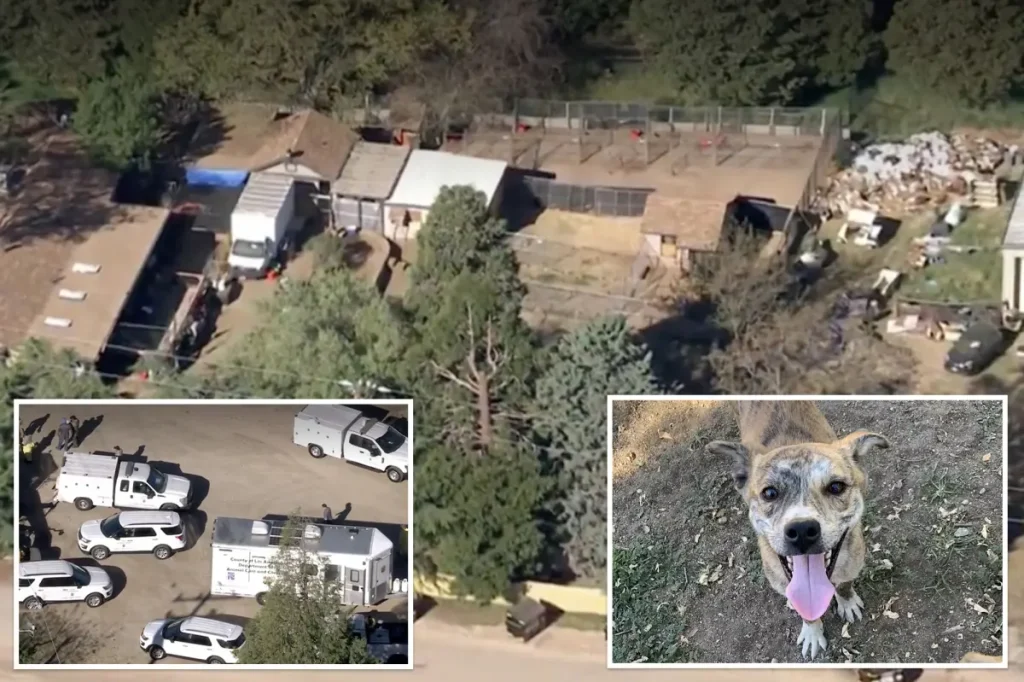 Officials in Los Angeles rescue 700 dogs and cats in what may be the biggest animal rescue effort in the history of the U.S.
