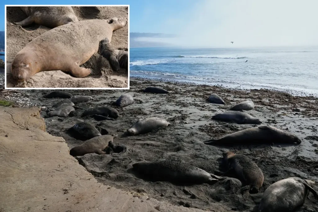 Outbreak of bird flu in elephant seals of the California Bay Area