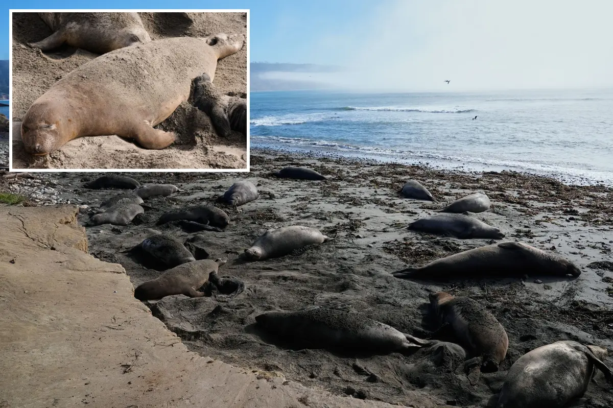 Outbreak of bird flu in elephant seals of the California Bay Area