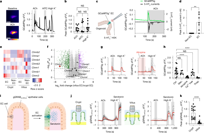 Parasites initiate communication between epithelial cells to promote gut-brain signaling.