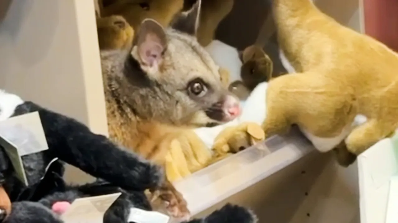 Possum discovered concealed among plush toys in airport store