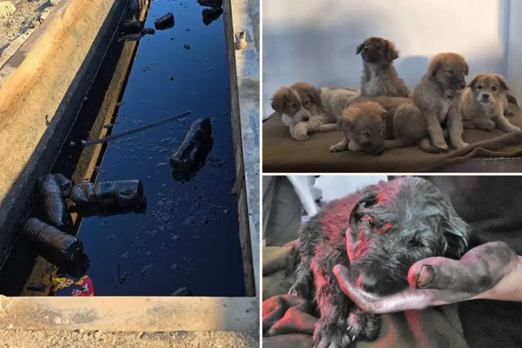 Puppies saved by US soldiers from an oil pit in the Middle East are trying to find their way back home