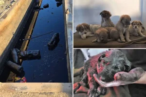 Puppies saved by US soldiers from an oil pit in the Middle East are trying to find their way back home