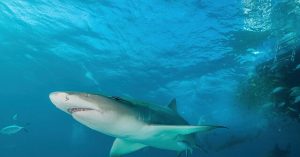 Scientists Find 'Cocaine Sharks' in the Bahamas