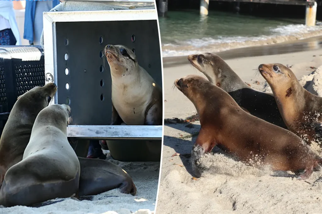 Sea lions returned to the ocean after unexpected shootings